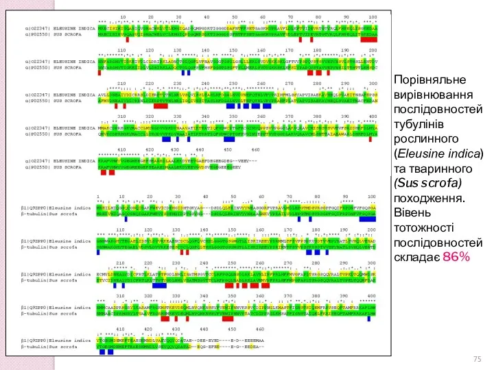 Порівняльне вирівнювання послідовностей тубулінів рослинного (Eleusine indica) та тваринного (Sus