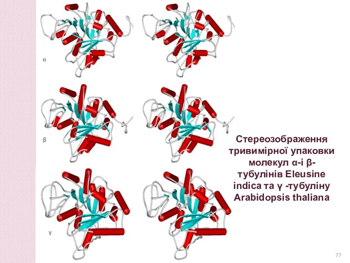 Стереозображення тривимірної упаковки молекул α-і β-тубулінів Eleusine indica та γ -тубуліну Arabidopsis thaliana