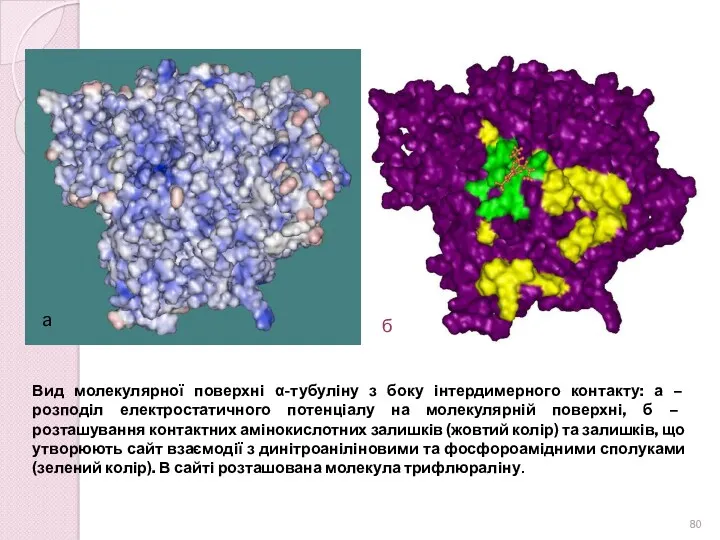 Вид молекулярної поверхні α-тубуліну з боку інтердимерного контакту: а –