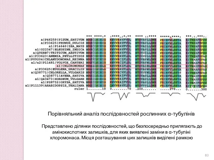 Порівняльний аналіз послідовностей рослинних α-тубулінів Представлено ділянки послідовностей, що безпосередньо