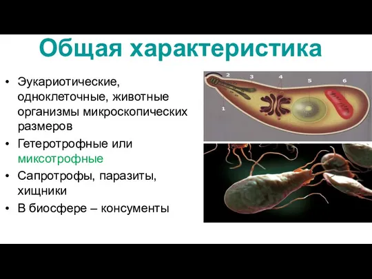 Общая характеристика Эукариотические, одноклеточные, животные организмы микроскопических размеров Гетеротрофные или