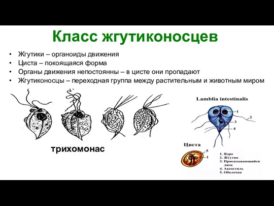 Класс жгутиконосцев Жгутики – органоиды движения Циста – покоящаяся форма