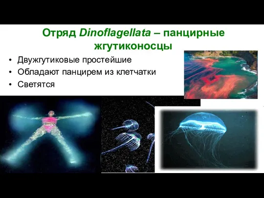 Отряд Dinoflagellata – панцирные жгутиконосцы Двужгутиковые простейшие Обладают панцирем из клетчатки Светятся