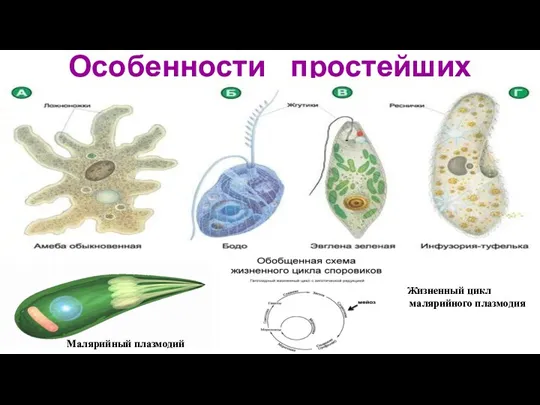 Особенности простейших Малярийный плазмодий Жизненный цикл малярийного плазмодия