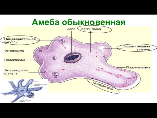 Амеба обыкновенная