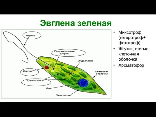 Эвглена зеленая Миксотроф (гетеротроф+ фототроф) Жгутик, стигма, клеточная оболочка Хроматофор