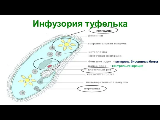 Инфузория туфелька пеликулла - контроль биосинтеза белка - контроль генерации