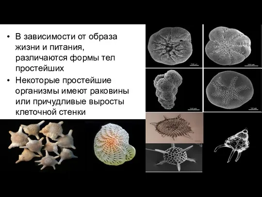 В зависимости от образа жизни и питания, различаются формы тел