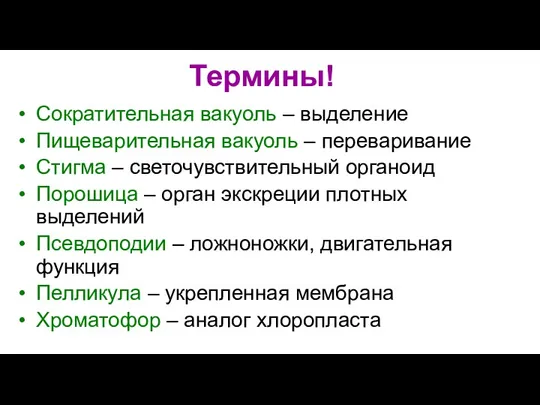 Термины! Сократительная вакуоль – выделение Пищеварительная вакуоль – переваривание Стигма