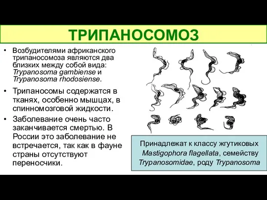 Возбудителями африканского трипаносомоза являются два близких между собой вида: Trypanosoma