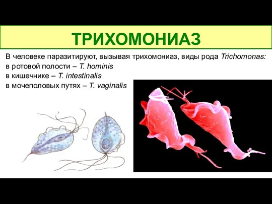 В человеке паразитируют, вызывая трихомониаз, виды рода Trichomonas: в ротовой