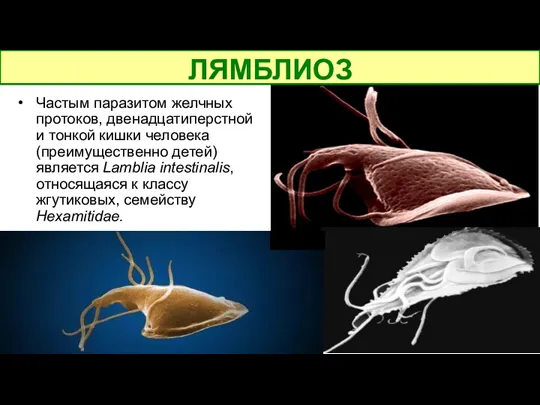 Частым паразитом желчных протоков, двенадцатиперстной и тонкой кишки человека (преимущественно