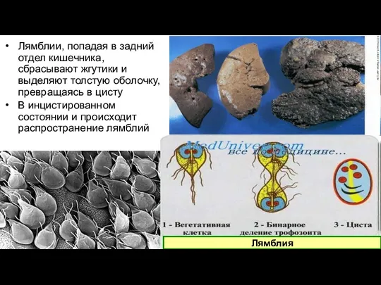 Лямблии, попадая в задний отдел кишечника, сбрасывают жгутики и выделяют