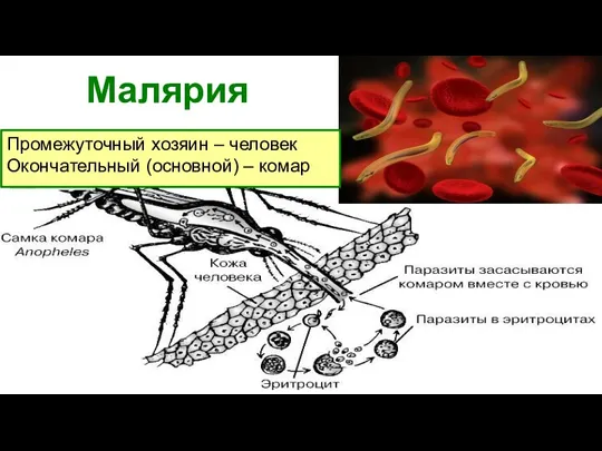 Малярия Промежуточный хозяин – человек Окончательный (основной) – комар