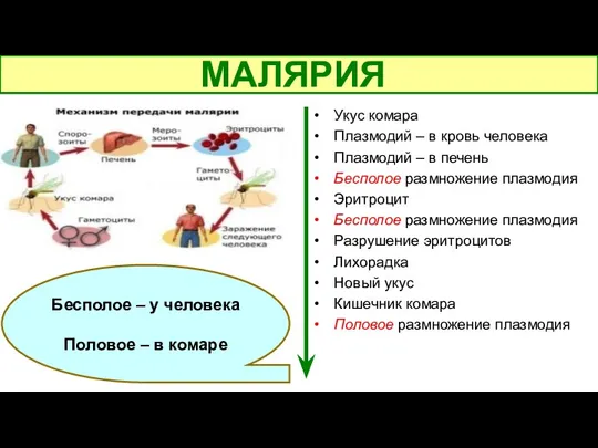 Бесполое – у человека Половое – в комаре МАЛЯРИЯ Укус