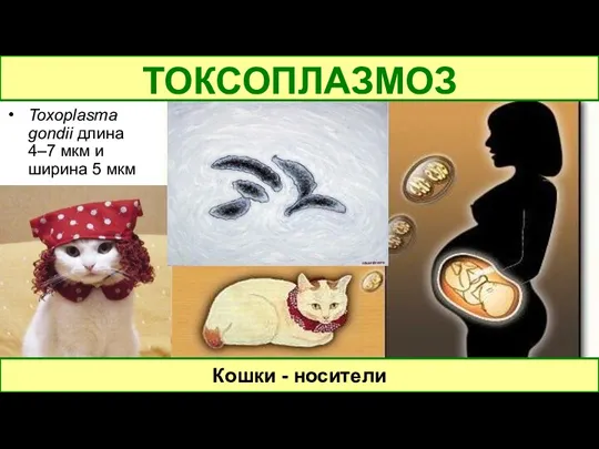 Toxoplasma gondii длина 4–7 мкм и ширина 5 мкм ТОКСОПЛАЗМОЗ Кошки - носители