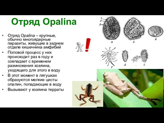 Отряд Opalina Отряд Opalina – крупные, обычно многоядерные паразиты, живущие