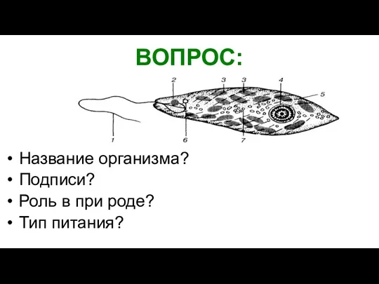 ВОПРОС: Название организма? Подписи? Роль в при роде? Тип питания?