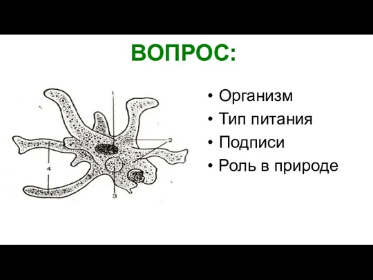 ВОПРОС: Организм Тип питания Подписи Роль в природе