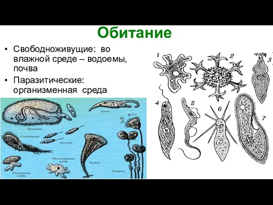 Обитание Свободноживущие: во влажной среде – водоемы, почва Паразитические: организменная среда