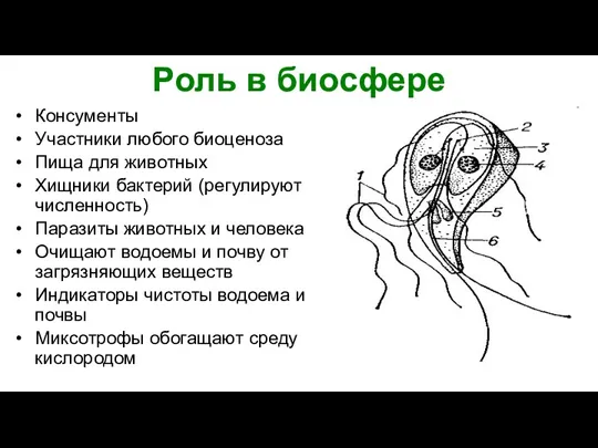 Роль в биосфере Консументы Участники любого биоценоза Пища для животных