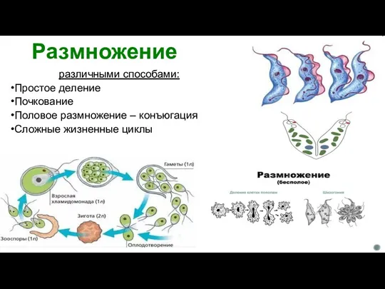 Размножение различными способами: Простое деление Почкование Половое размножение – конъюгация Сложные жизненные циклы