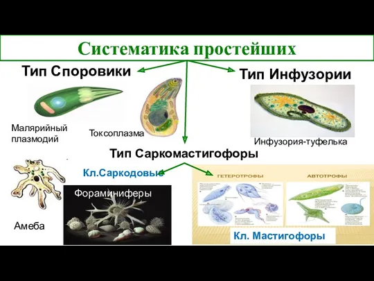 Тип Споровики Тип Инфузории Систематика простейших Тип Саркомастигофоры Амеба Малярийный