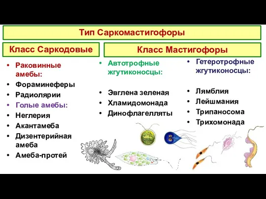 Автотрофные жгутиконосцы: Эвглена зеленая Хламидомонада Динофлагелляты Гетеротрофные жгутиконосцы: Лямблия Лейшмания