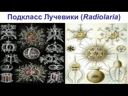 Подкласс Лучевики (Radiolaria)