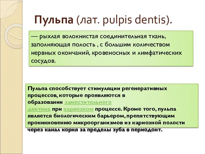 Пульпа (лат. pulpis dentis). — рыхлая волокнистая соединительная ткань, заполняющая