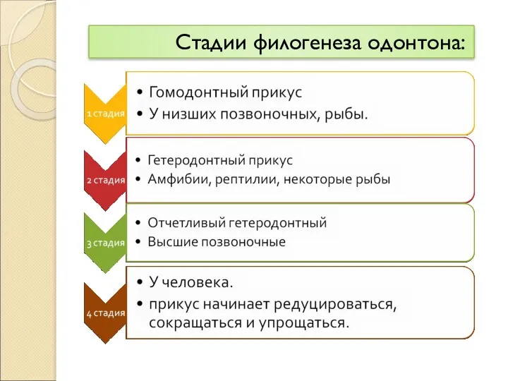 Стадии филогенеза одонтона: