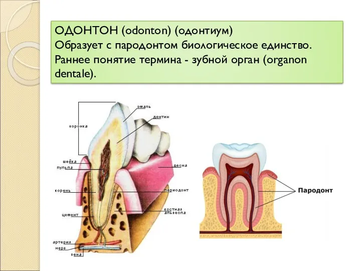 ОДОНТОН (odonton) (одонтиум) Образует с пародонтом биологическое единство. Раннее понятие термина - зубной орган (organon dentale).