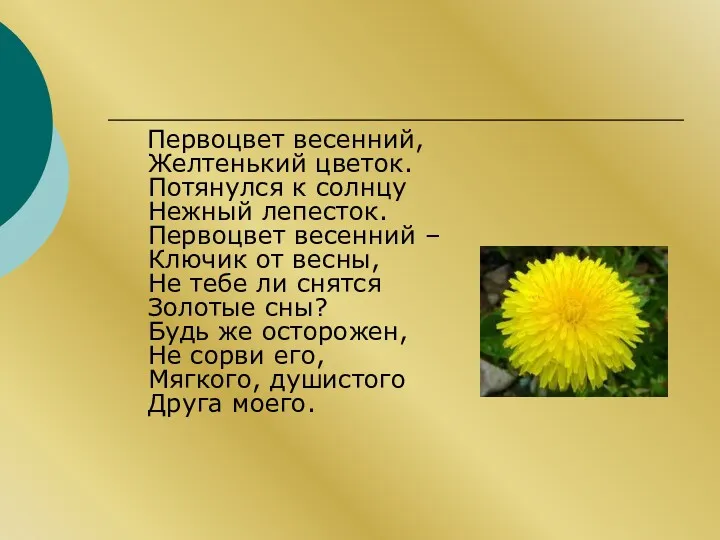 Первоцвет весенний, Желтенький цветок. Потянулся к солнцу Нежный лепесток. Первоцвет