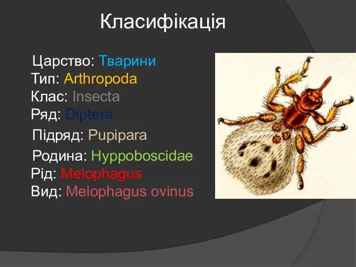 Класифікація Царство: Тварини Тип: Arthropoda Клас: Insecta Ряд: Diptera Підряд: