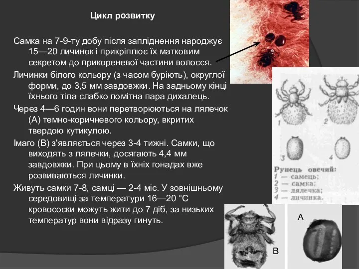 Цикл розвитку Самка на 7-9-ту добу після запліднення народжує 15—20