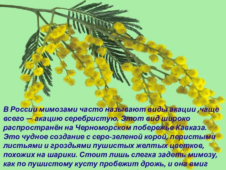 В России мимозами часто называют виды акации ,чаще всего —