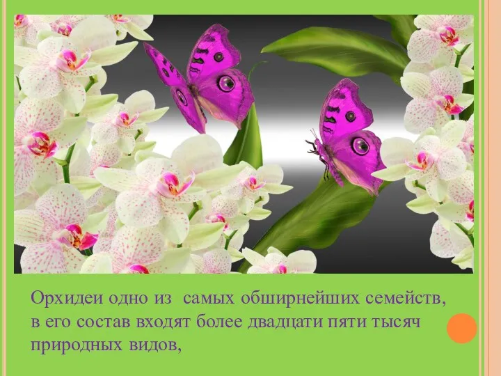 Орхидеи одно из самых обширнейших семейств, в его состав входят более двадцати пяти тысяч природных видов,