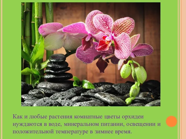 Как и любые растения комнатные цветы орхидеи нуждаются в воде,