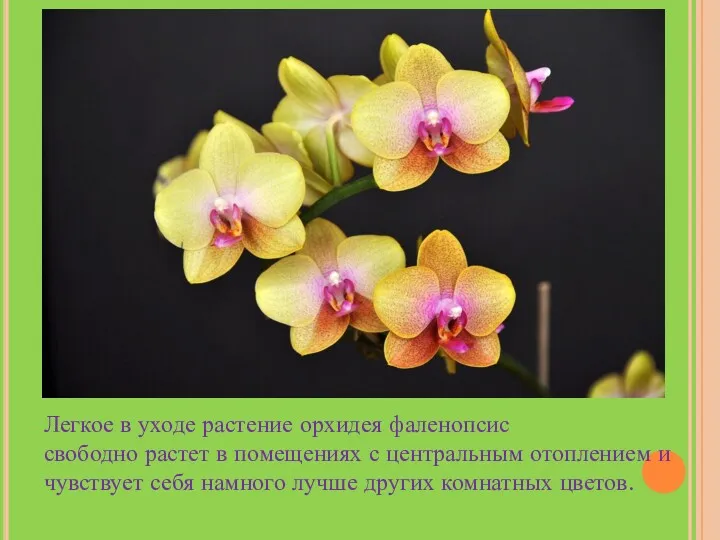 Легкое в уходе растение орхидея фаленопсис свободно растет в помещениях