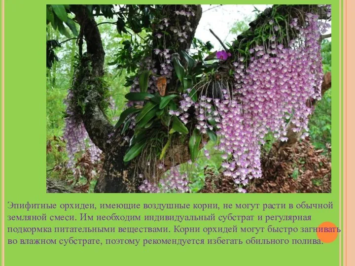 Эпифитные орхидеи, имеющие воздушные корни, не могут расти в обычной