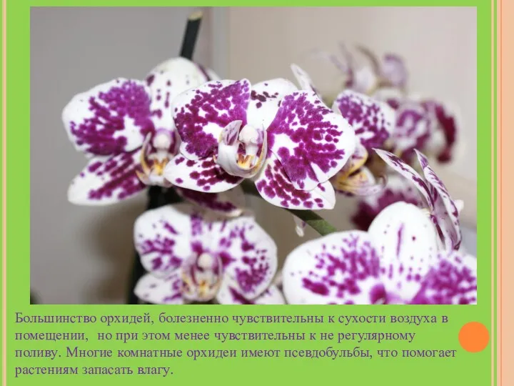 Большинство орхидей, болезненно чувствительны к сухости воздуха в помещении, но
