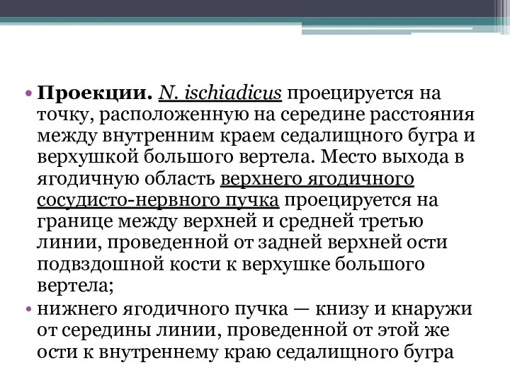 Проекции. N. ischiadicus проецируется на точку, расположенную на середине расстояния