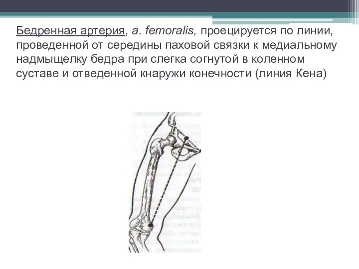 Бедренная артерия, а. femoralis, проецируется по линии, проведенной от середины