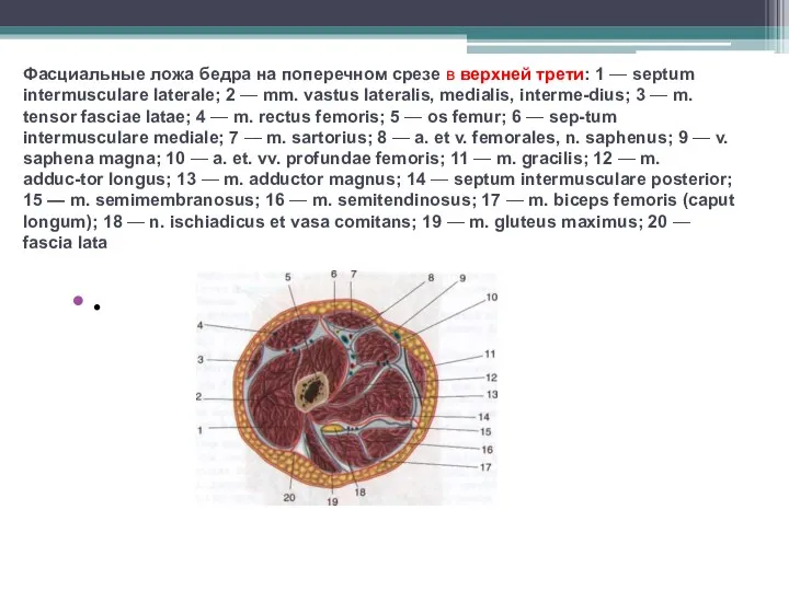 Фасциальные ложа бедра на поперечном срезе в верхней трети: 1