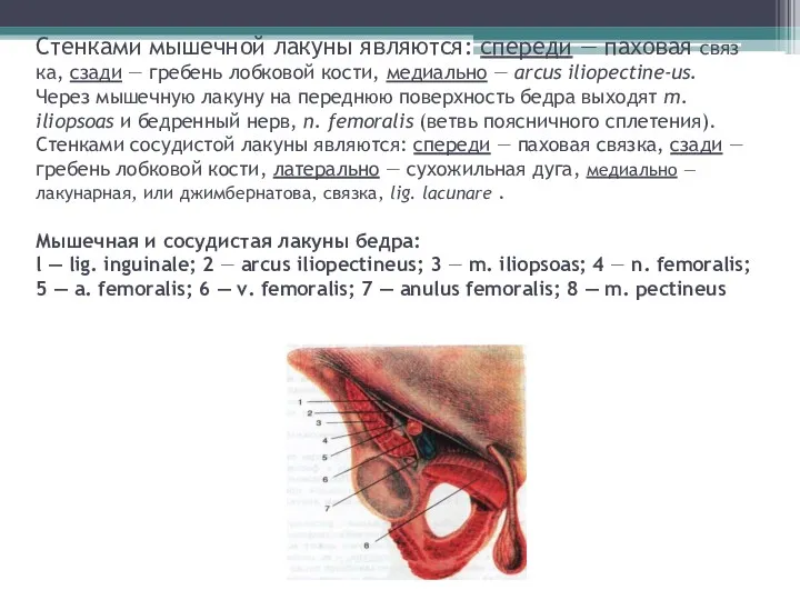 Стенками мышечной лакуны являются: спереди — паховая связ­ка, сзади —