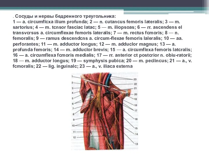 . Сосуды и нервы бедренного треугольника: 1 — а. circumflcxa