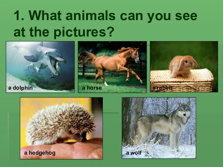 1. What animals can you see at the pictures? a