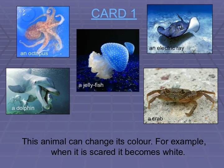 CARD 1 This animal can change its colour. For example,