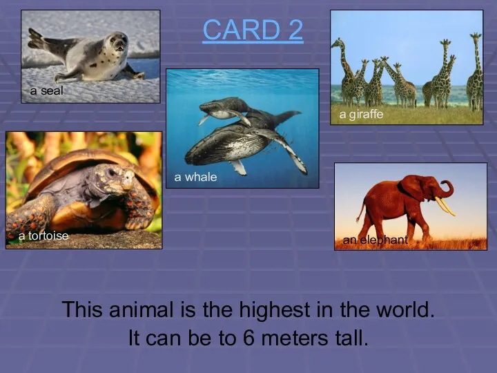 CARD 2 This animal is the highest in the world.