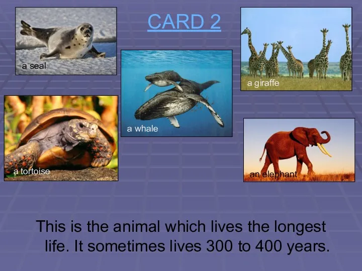CARD 2 This is the animal which lives the longest